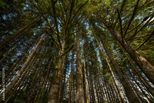 looking up into a stand of Douglas fir trees