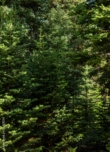 spruce patterns in woods in the morning © Phil & Karen Rispin