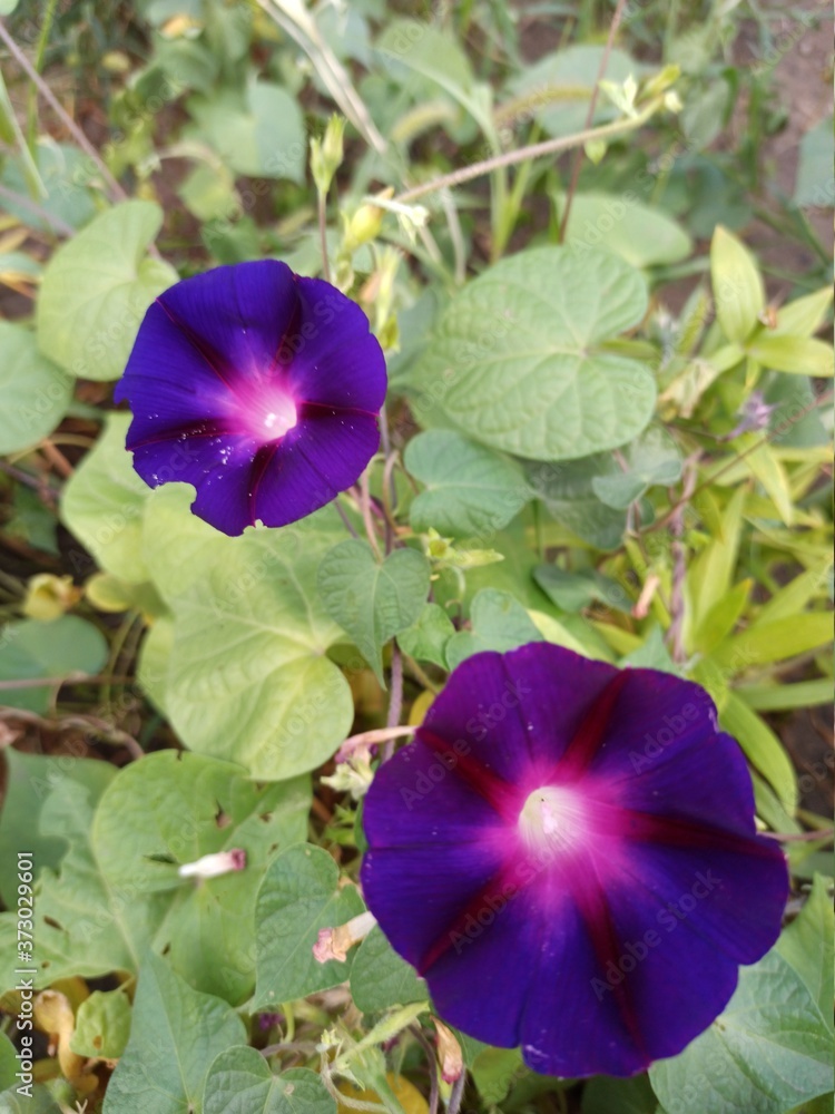 Ipomoea flowers close up. Beautiful summer background