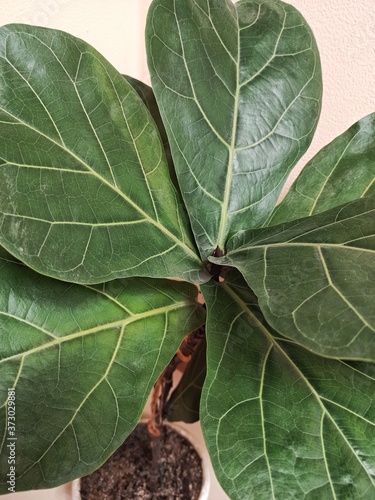 Green flower plant close up with big green leaves