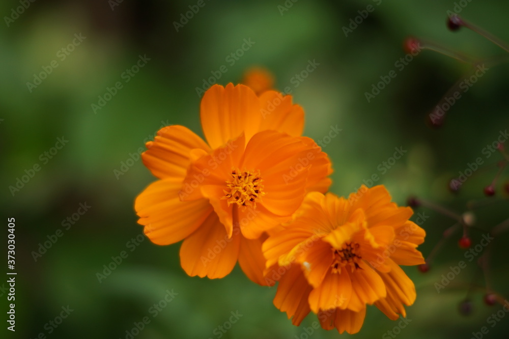 orange flower in the garden orange flower in the garden