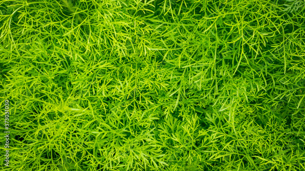 Beautiful background of Dill ( Scientific name Anethum graveolens )