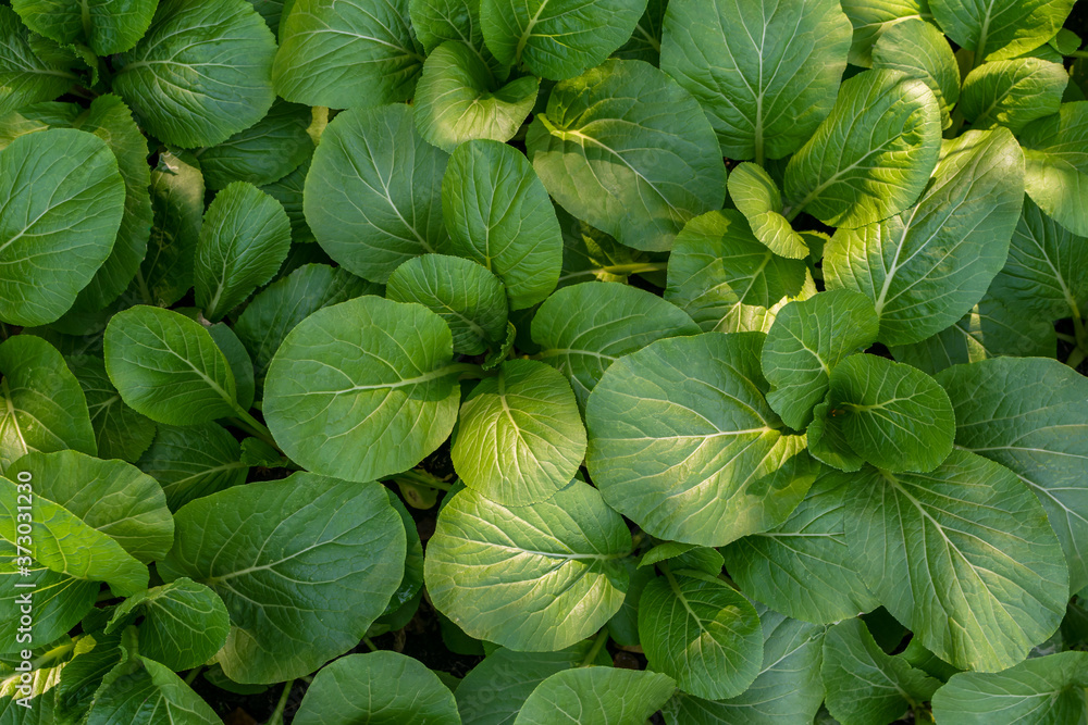 Brassica rapa, Organic vegetables in the garden. Brassica rapa, Organic vegetables in the garden.