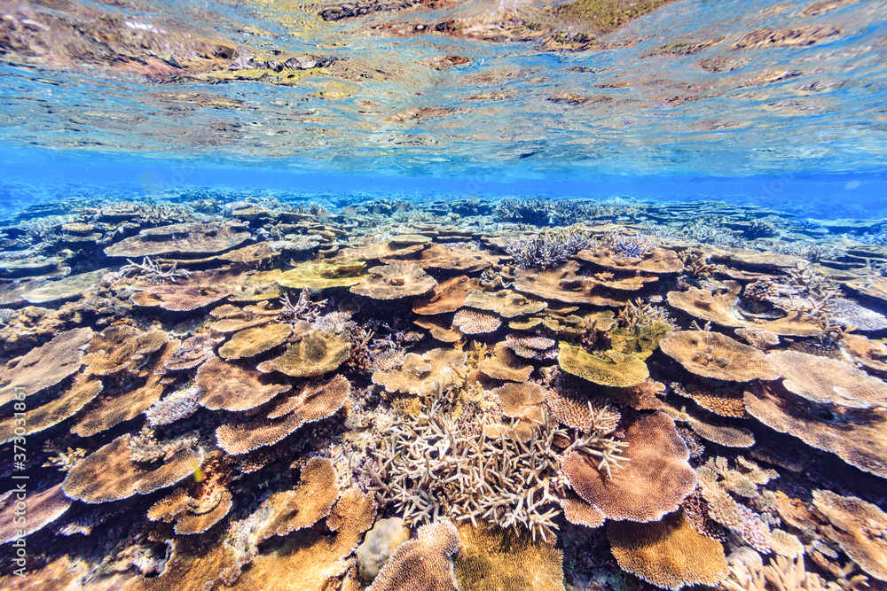 沖縄、宮古島のサンゴ礁