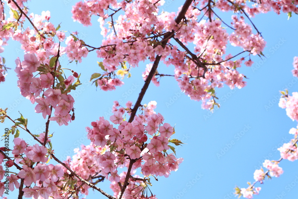 Kawazu Sakura and Rape blossoms  in the park ,kanagawa,matsuda