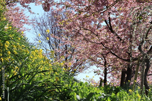 Kawazu Sakura and Rape blossoms  in the park  kanagawa matsuda