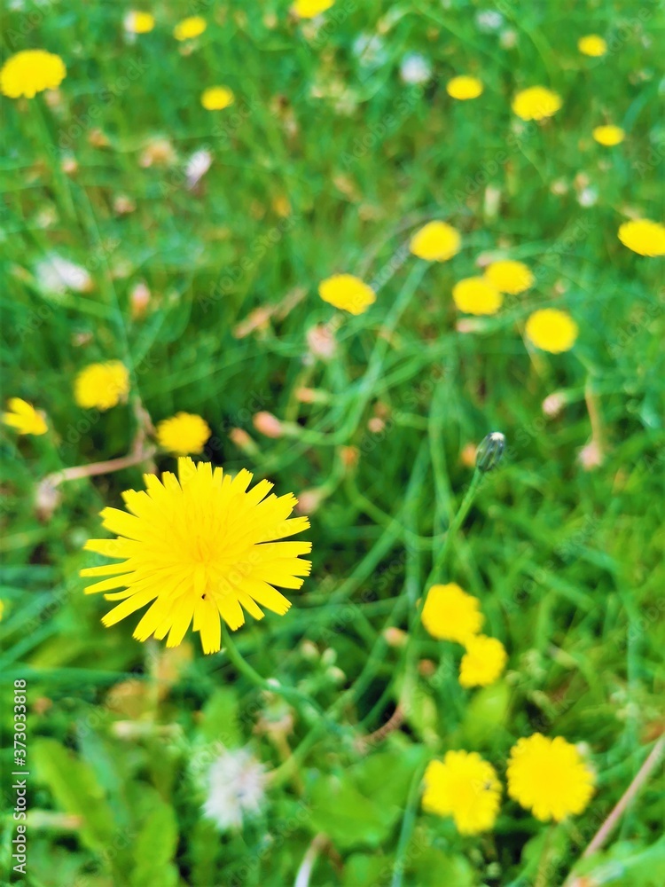 dandelions in the grass dandelions in the grass