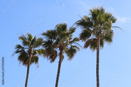 palm trees against blue sky