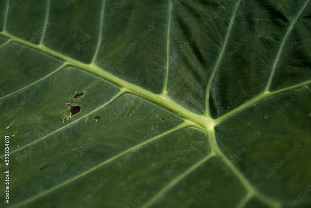 Φωτογραφία Close up to damaged nature leaf of plant in green tone background