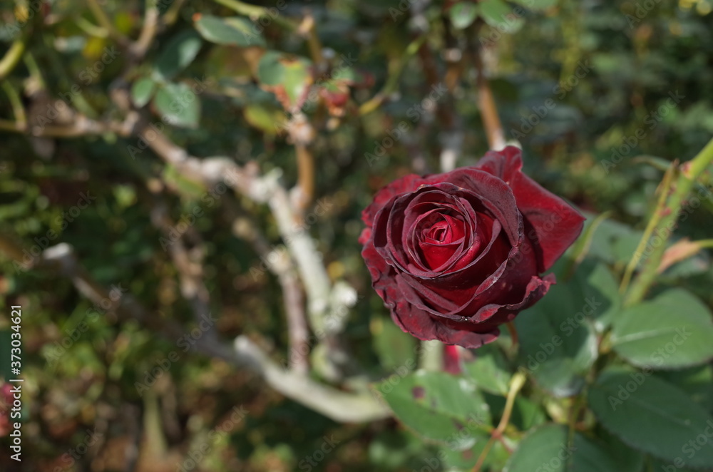 Dark Red Flower of Rose 'Black Baccara' in Full Bloom
Dark Red Flower of Rose 'Black Baccara' in Full Bloom