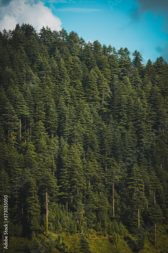 Dense pine forest in the mountains of Himalayas 