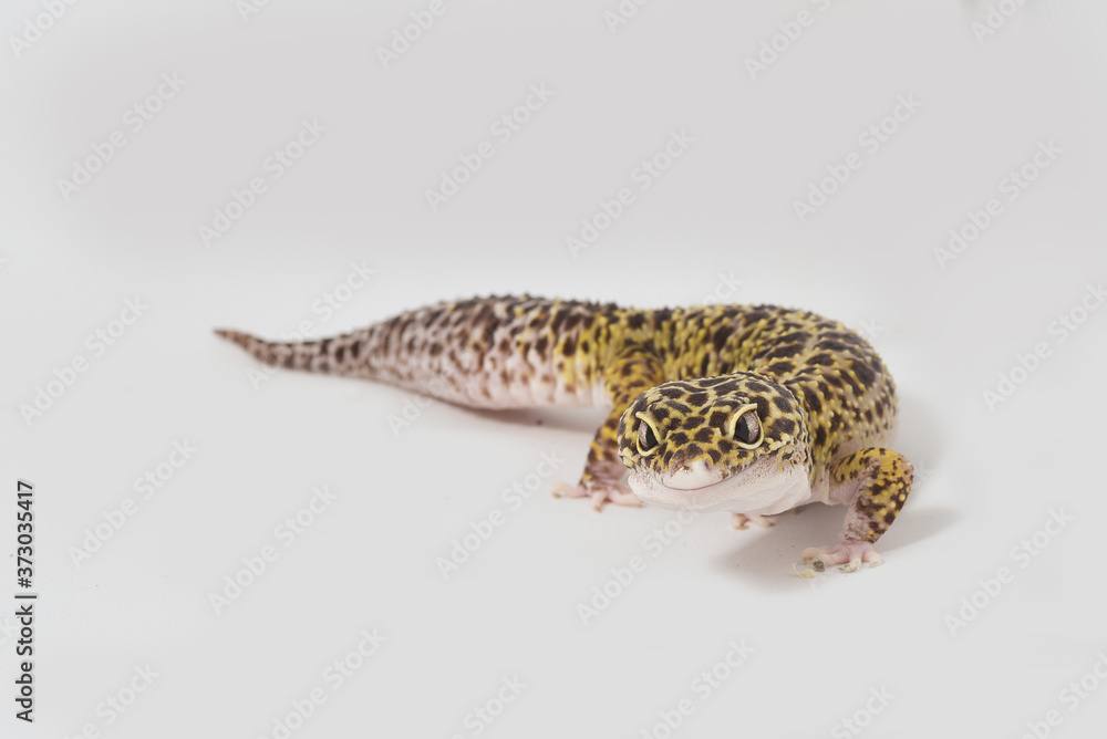 Naklejka premium Leopard gecko isolated on white background