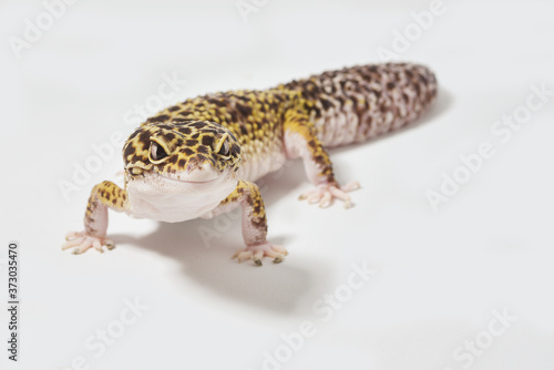Leopard gecko isolated on white background