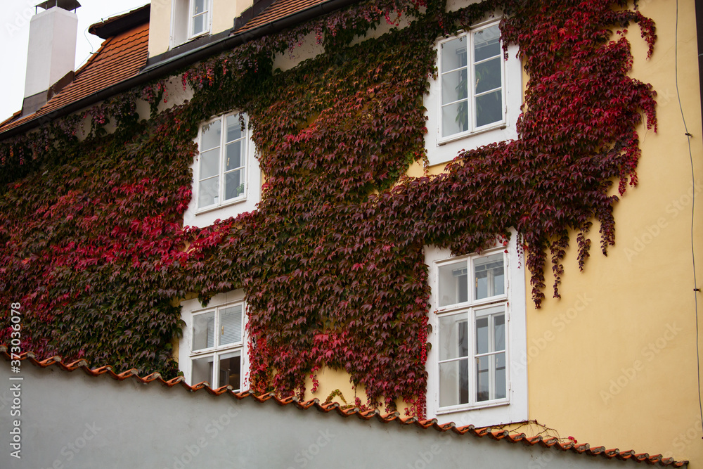 House wall covered with red ivy