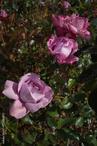 Wallpaper Mural Light Purple Flower of Rose 'Blue River' in Full Bloom
 Torontodigital.ca