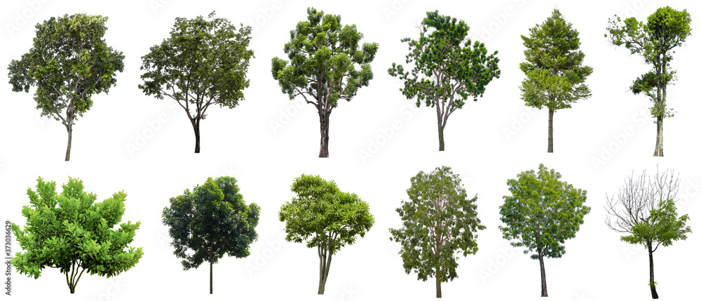 Fototapeta premium Collection Beautiful Trees Isolated on white background , Suitable for use in architectural design , Decoration work , Used with natural articles both on print and website.