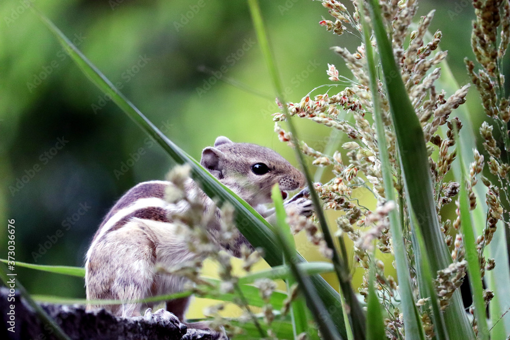 Squirrel is standing and eating Grain Squirrel is standing and eating Grain