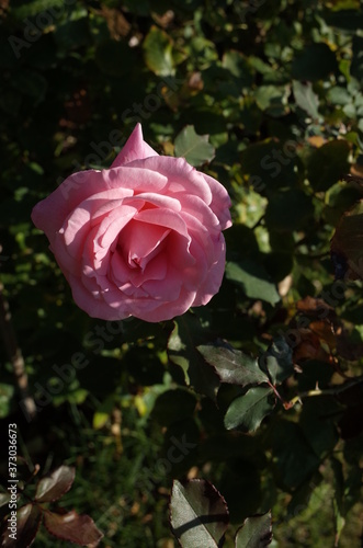 Light Pink Flower of Rose 'Bridal Pink' in Full Bloom
