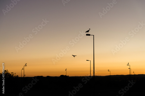 Mesmerizing shot of storks sitting on street lamps at sunset