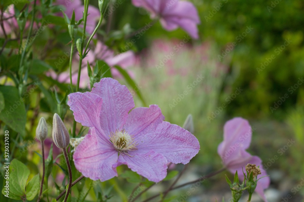 Pink clematis vine with flower in full bloom Pink clematis vine with flower in full bloom