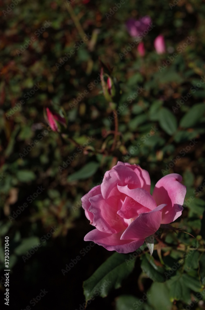 Light Pink Flower of Rose 'Brushing Knock Out' in Full Bloom
