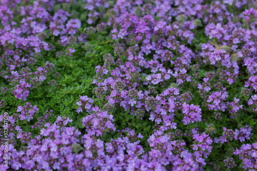 Fotografia Wooly Thyme in bloom