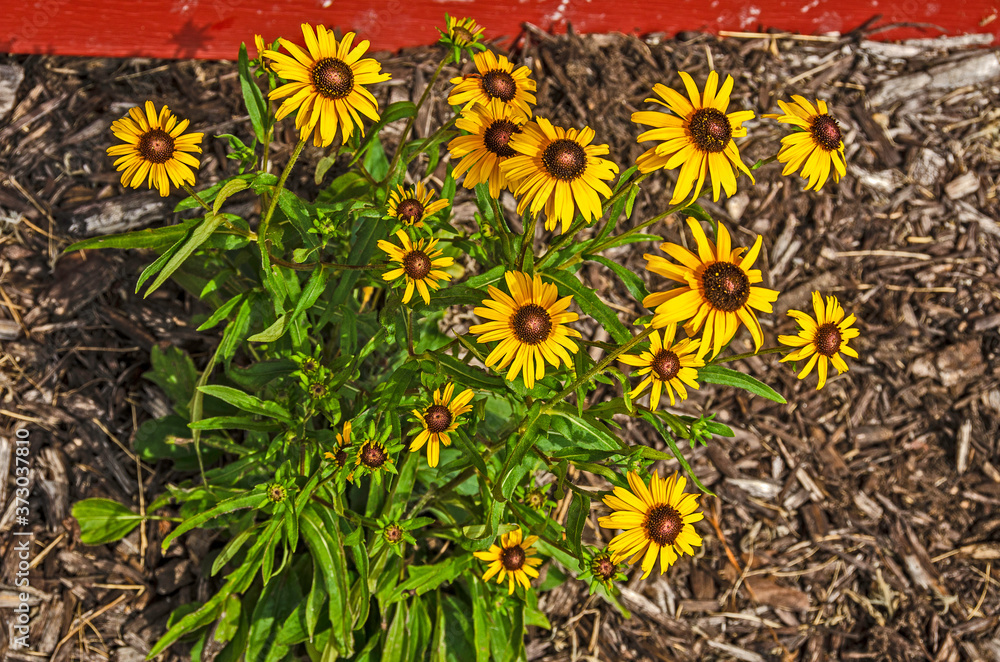 Fotografie Black-eyed Susans