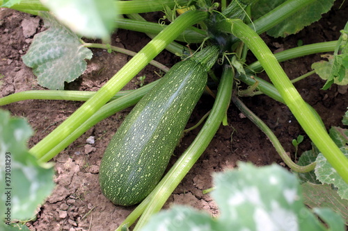 Green zucchini grows in the garden under the leaves