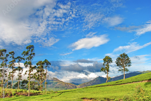 Tea Plantation - Ceylone tea- Bogawanthalawa- Sri Lanka