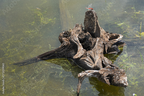 Driftwood- Dragonfly- Maduru Oya National Park photo