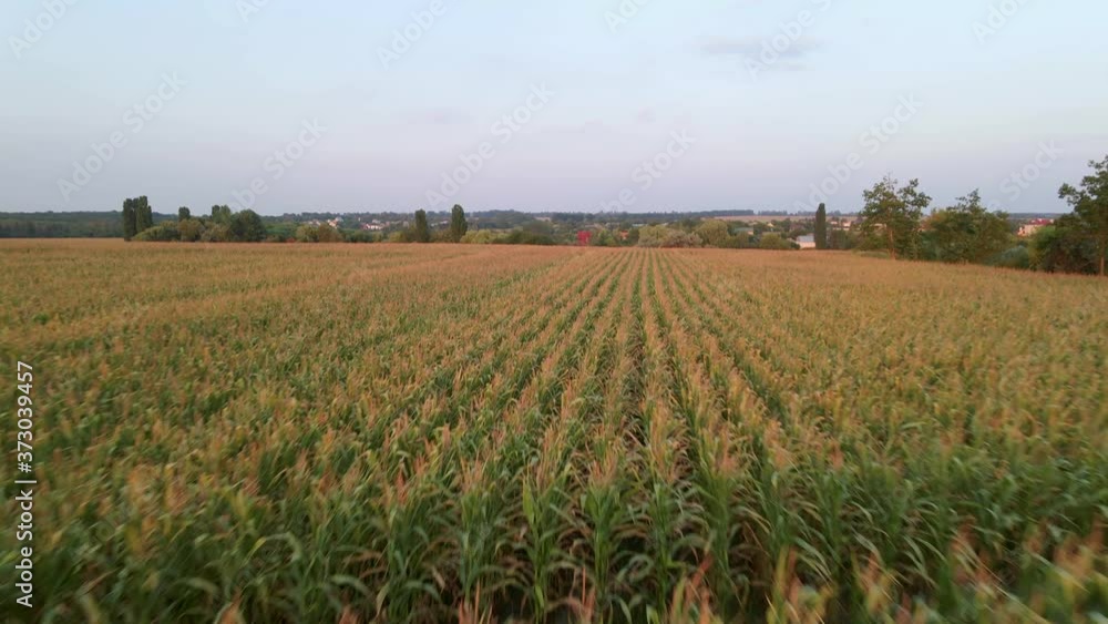 Aerial drone shot of green corn field at summer evening Aerial drone shot of green corn field at summer evening
