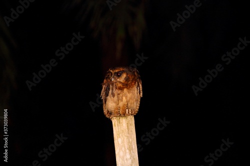 Brown Wood Owl (Strix leptogrammica) in Borneo, Malaysia - オオフクロウ