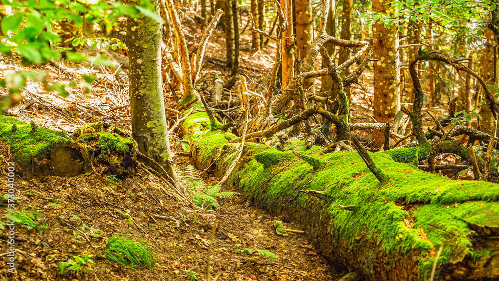 Obraz przedstawia piękny fragment starego lasu położonego na terenie włoskiego parku przyrody.

 - obrazy, fototapety, plakaty 