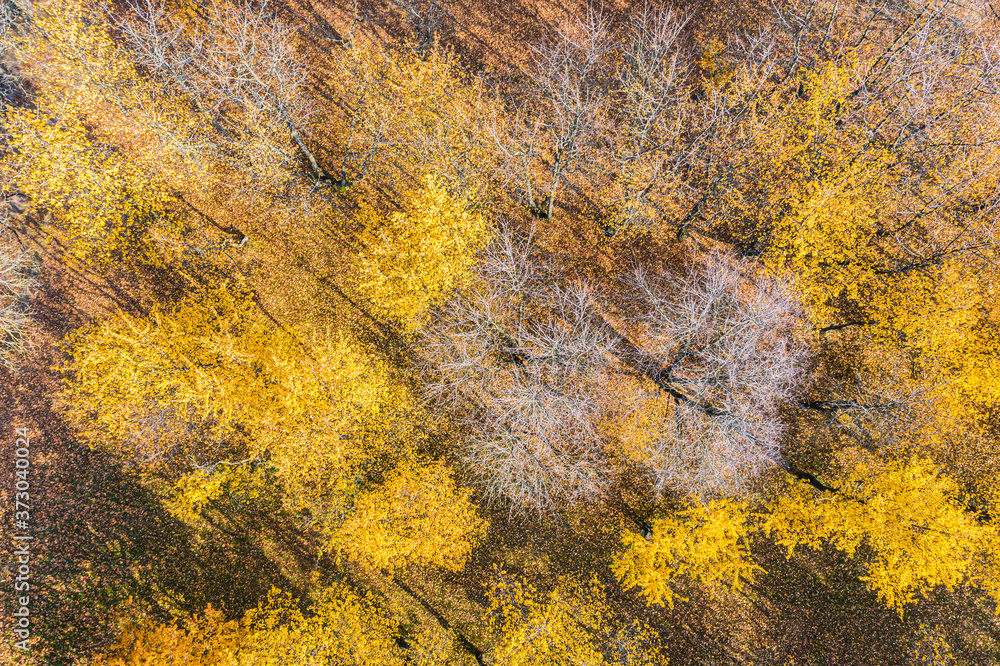 beautiful forest landscape with yellow deciduous trees. aerial drone view from above