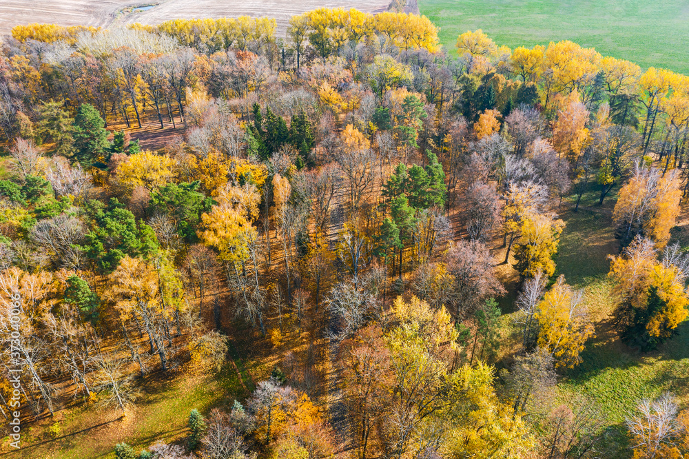 beautiful mixed forest near agricultural fields. vibrant autumn landscape view from above