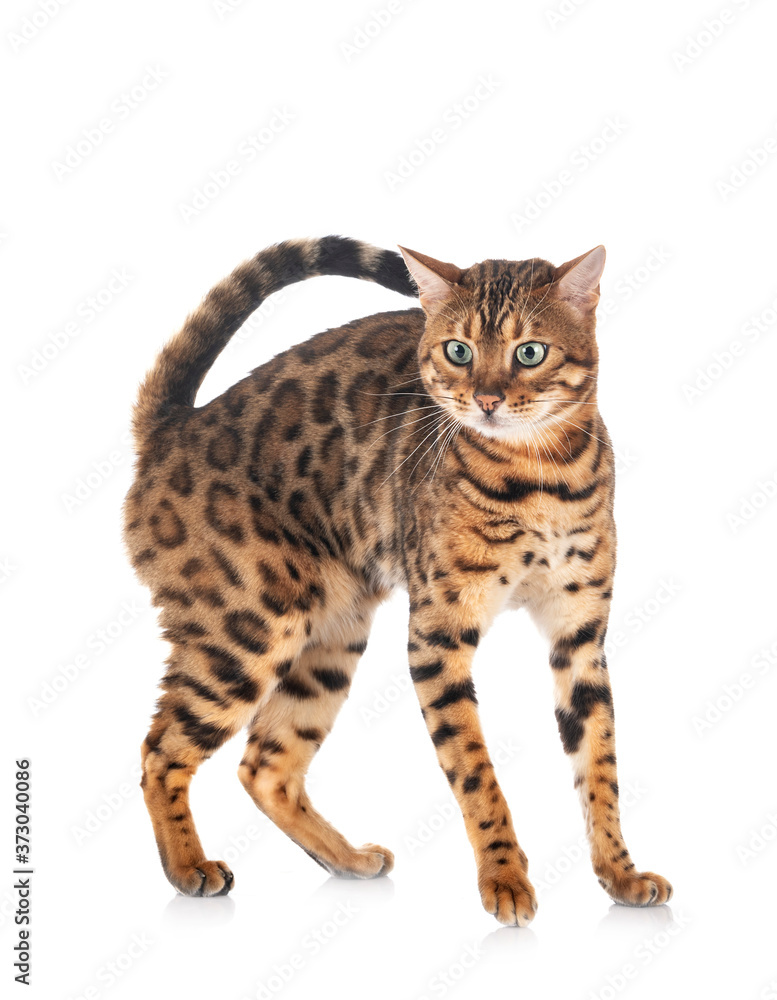 bengal in studio bengal in studio