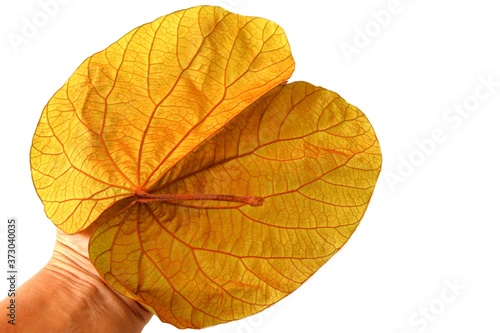 Bauhinia aureifolia gold leaf in hand isolated on white background closeup.