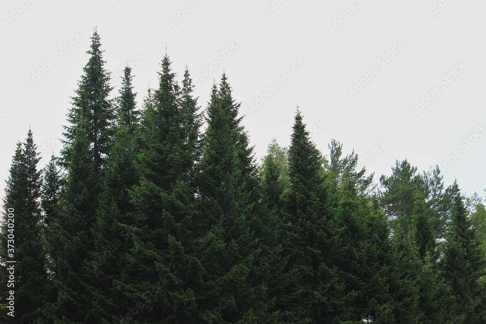 pine tree in the forest pine tree in the forest