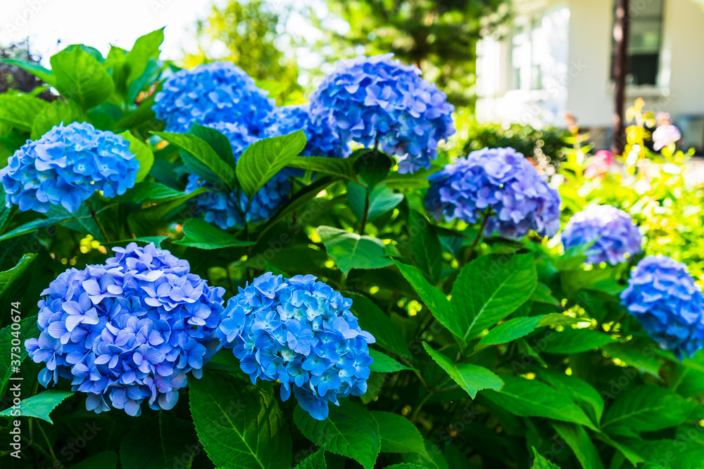 Large blue inflorescences of flowers Hydrangea in the summer garden Large blue inflorescences of flowers Hydrangea in the summer garden