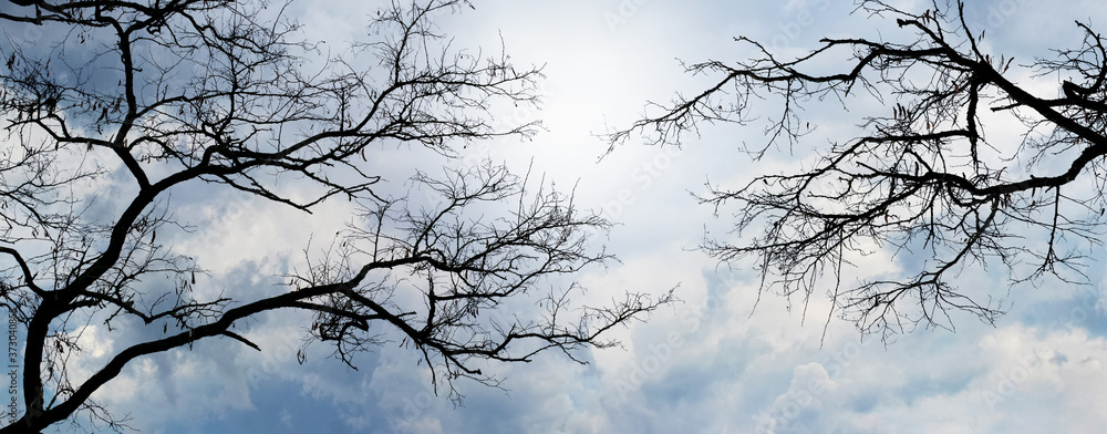 Silhouettes of trees on a background of cloudy sky, panorama Silhouettes of trees on a background of cloudy sky, panorama