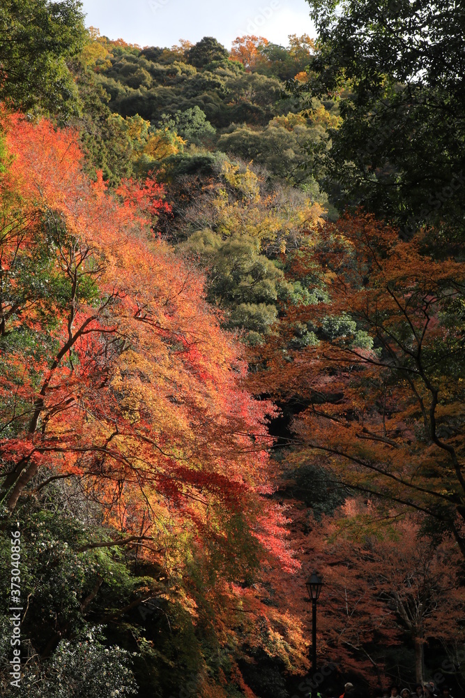 紅葉の季節