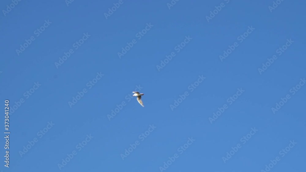 Seagull flies in blue cloudless summer sky above beach Seagull flies in blue cloudless summer sky above beach
