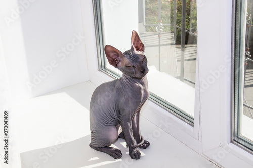 Gray sphynx hairless kitten, anti-allergenic cat, pet sitting on the window. Beautiful little cat with hairless skin.