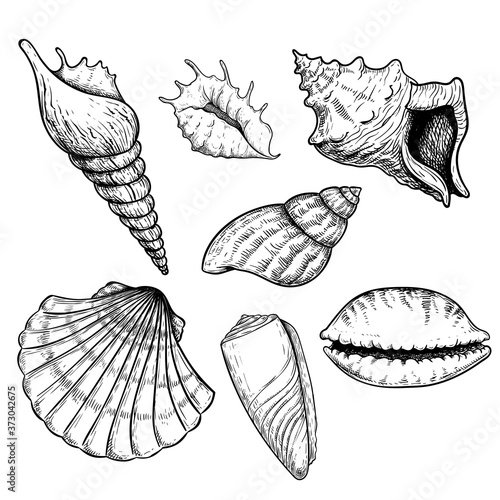 Sea shells sketch set. Hand drawn vector drawing of different types sea and ocean shells. Vector illustrations collection isolated on white background.