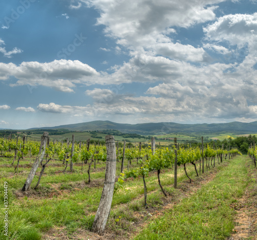 champ de vigne devant un beau paysage de colline en  Toscane en Italie au printemps