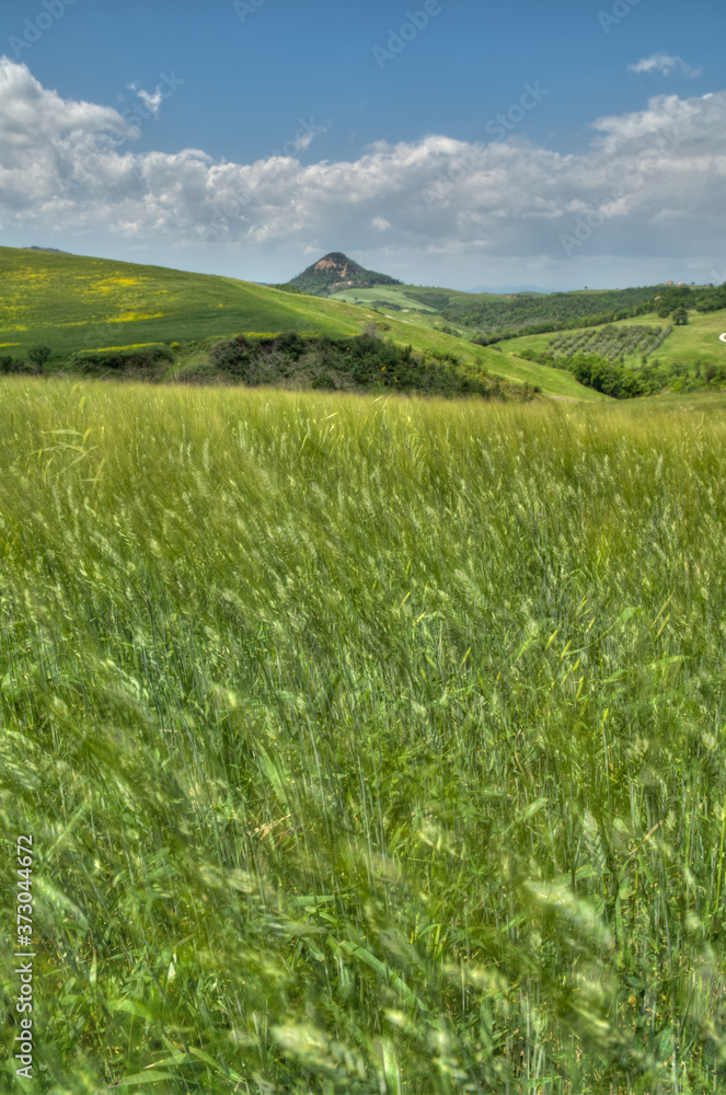 beau paysage de colline en  Toscane en Italie au printemps avec champ de blé