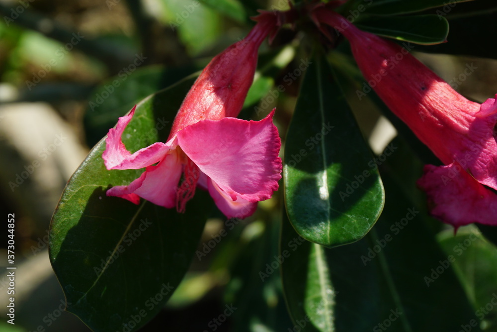 Close up pink tropical adenium flower. Summer concept. Fresh green Nature background