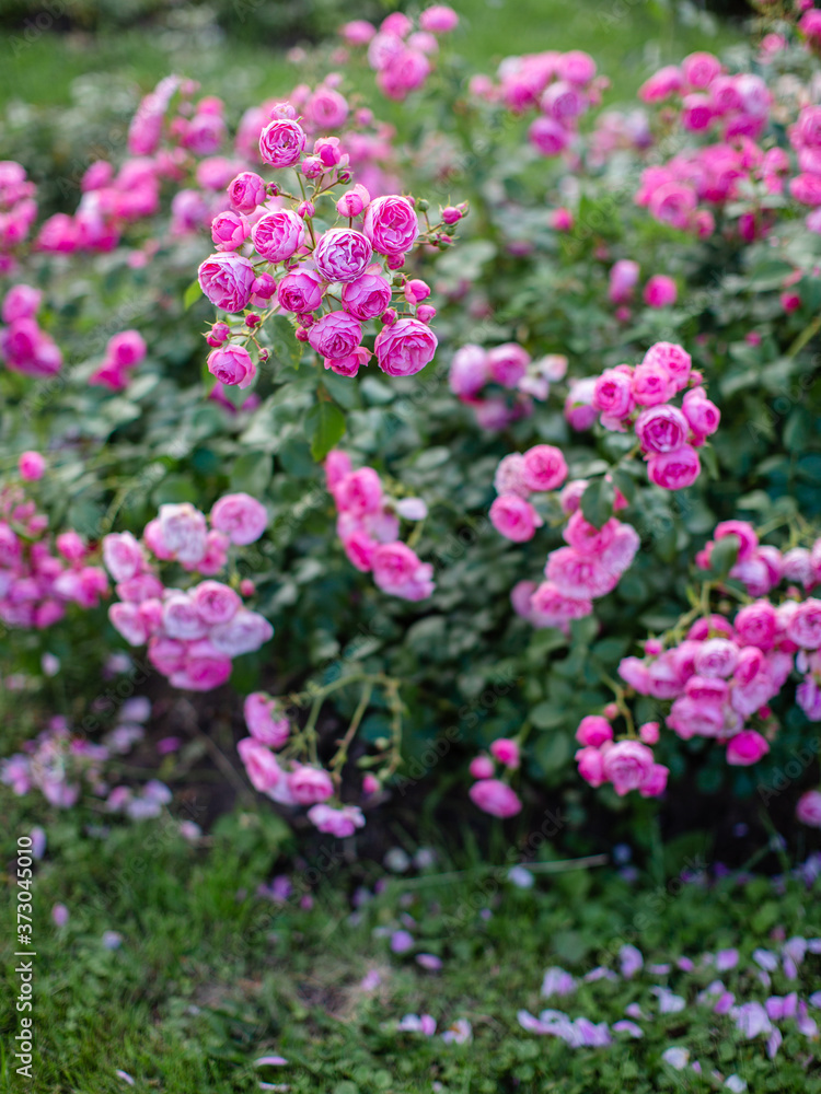 Rose flowers grow on a Bush