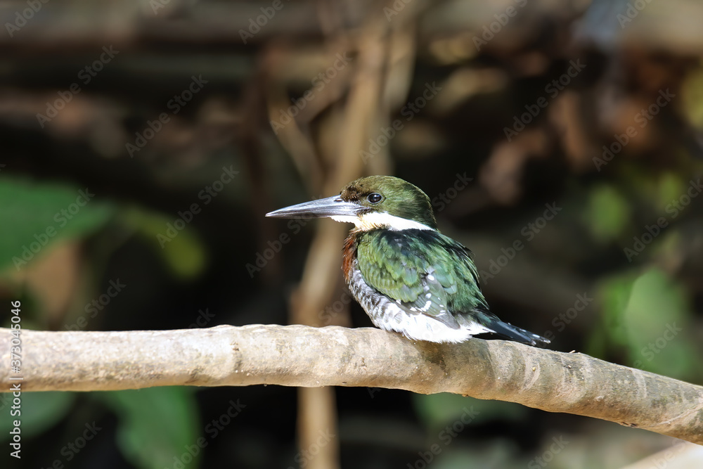 Naklejka premium Male green kingfisher (Chloroceryle americana) perched on a tree