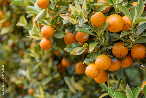 Orange tree.